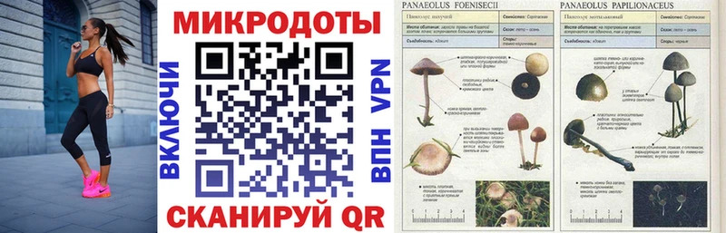 Псилоцибиновые грибы мицелий  где купить   Буйнакск 